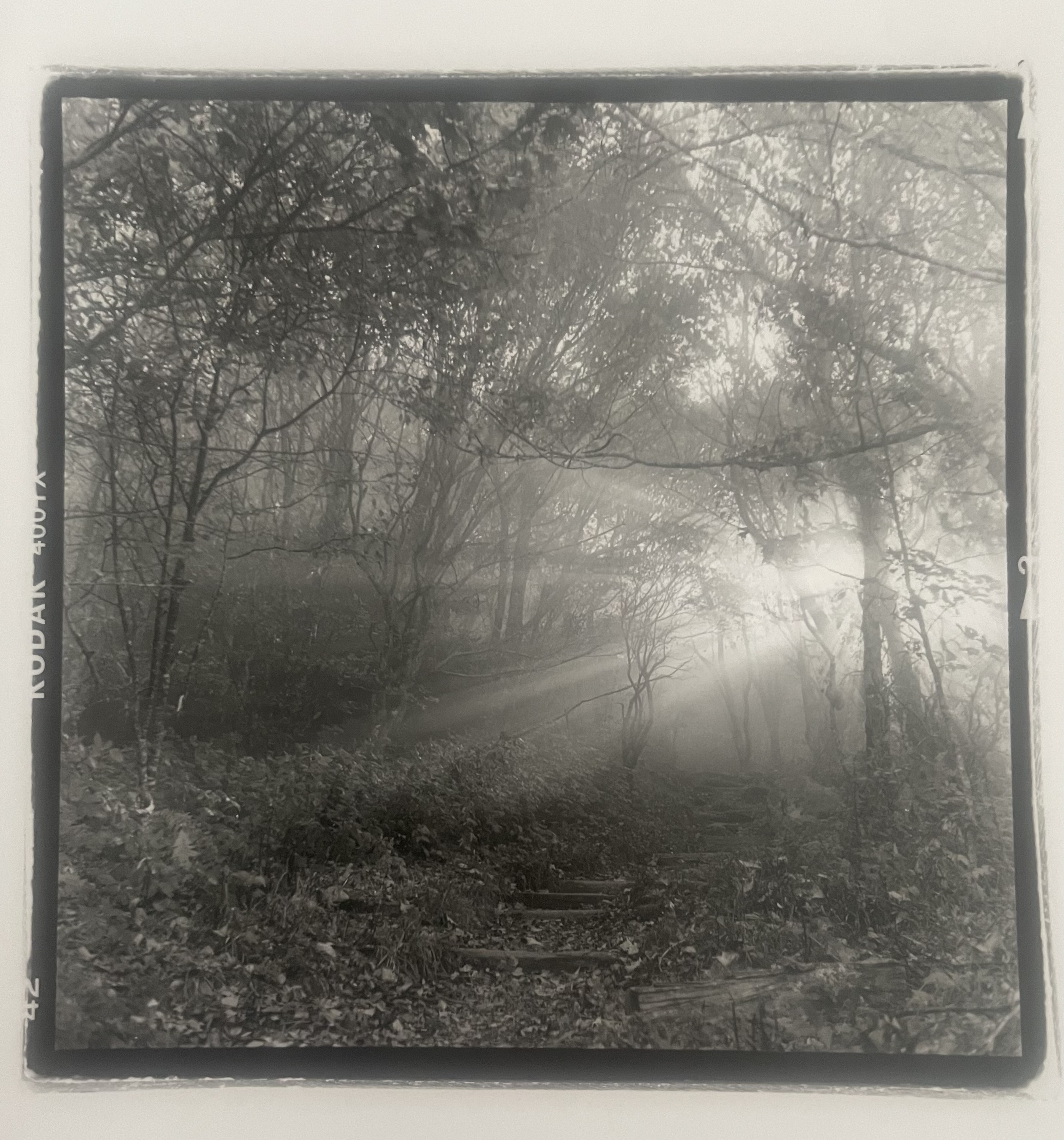 Smoky Mountain Morning.