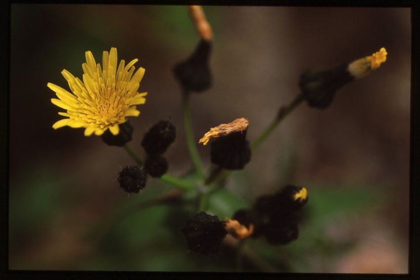 Smooth Sow Thistle.