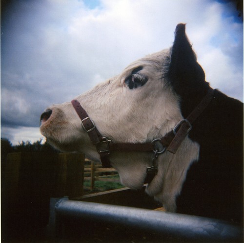 Snobby Cow - WTCD08