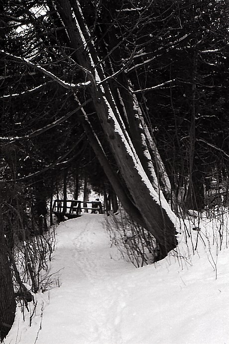 Snow Covered Trail