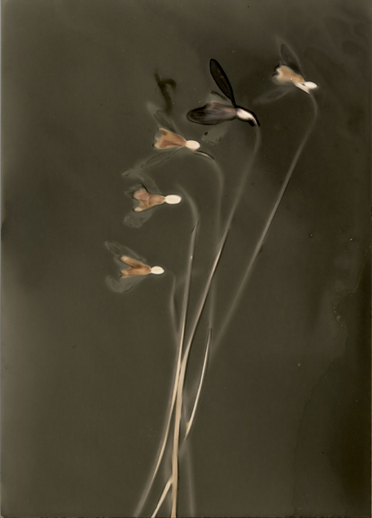 Snow Drops