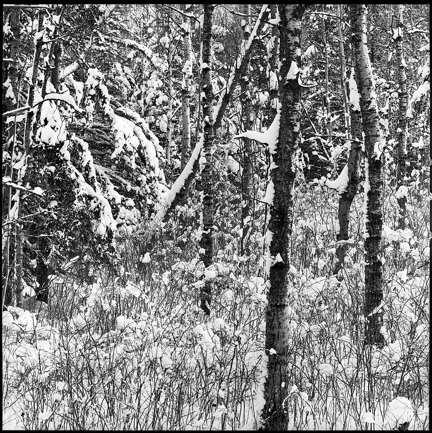 Snow Forest