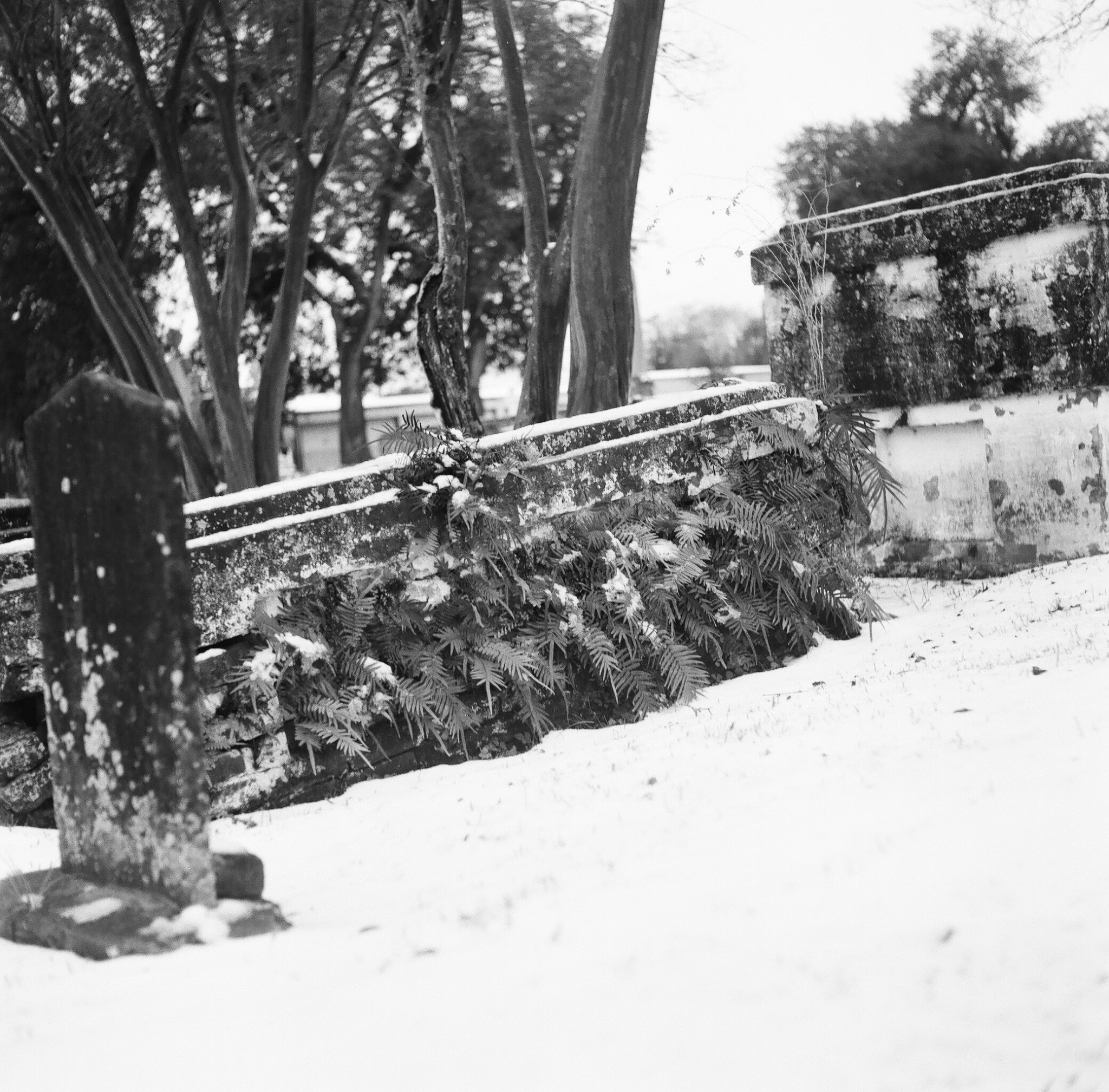 Snow in a Louisiana Cemetery