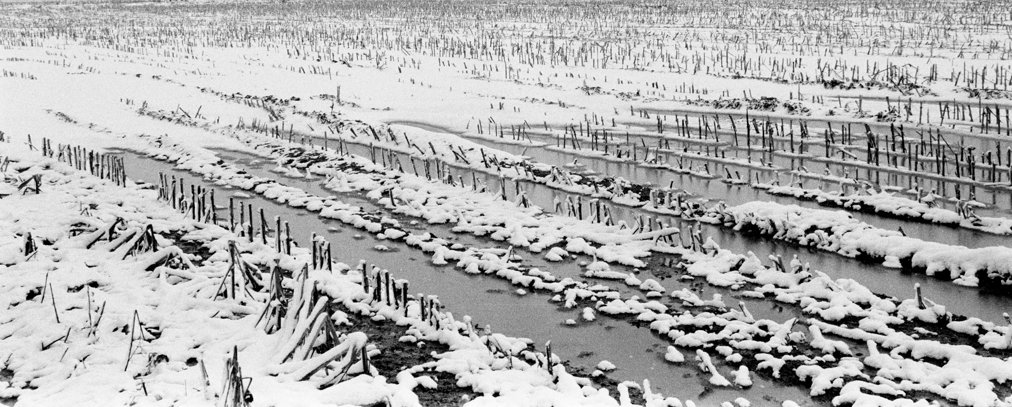 Snow in field