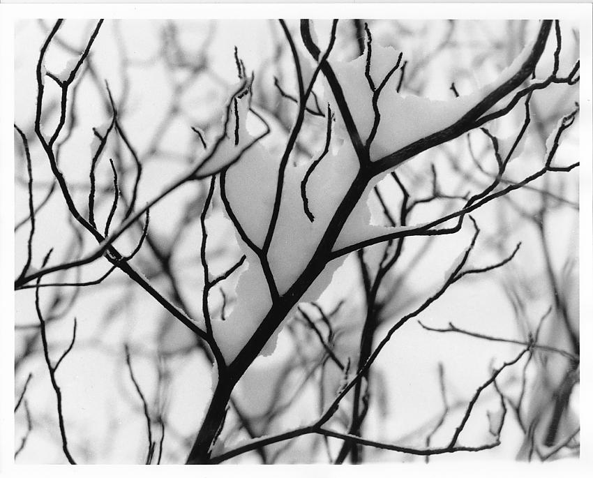 Snow on Bush