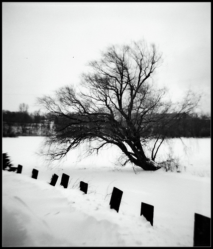 Snow Tree