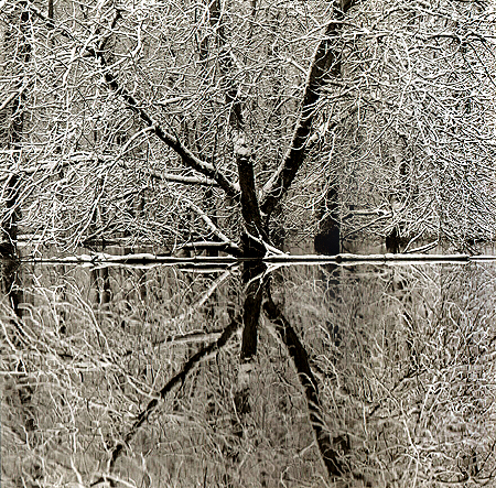 Snow Trees