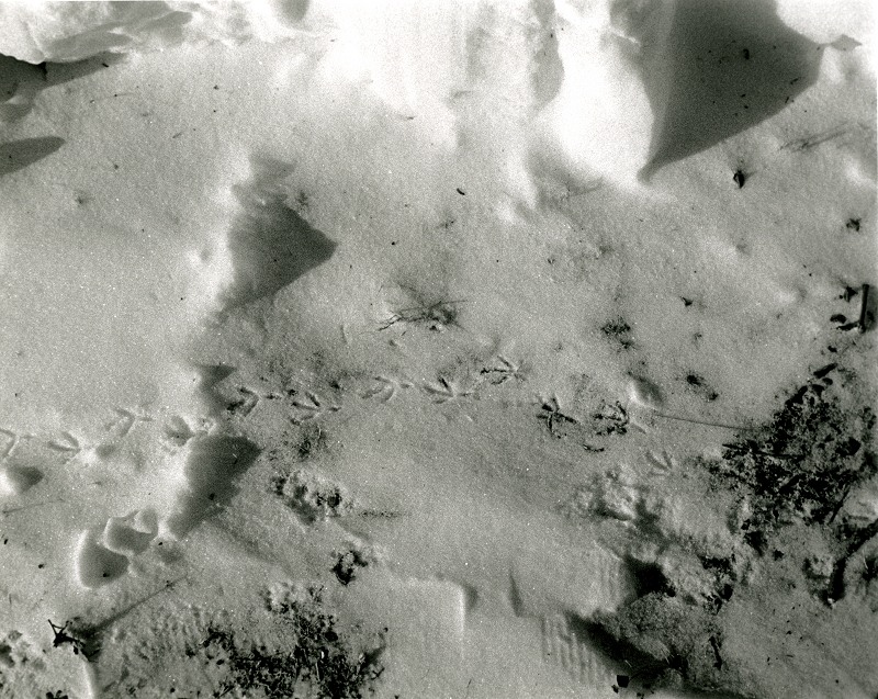 Snow
