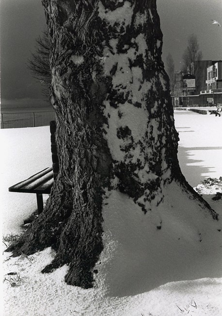 Snowblown Tree