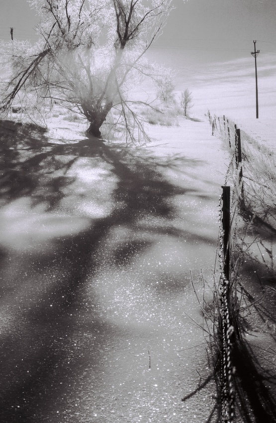 Snowbound Fence