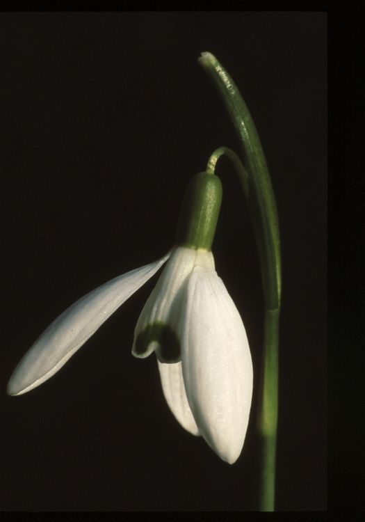 Snowdrop.
