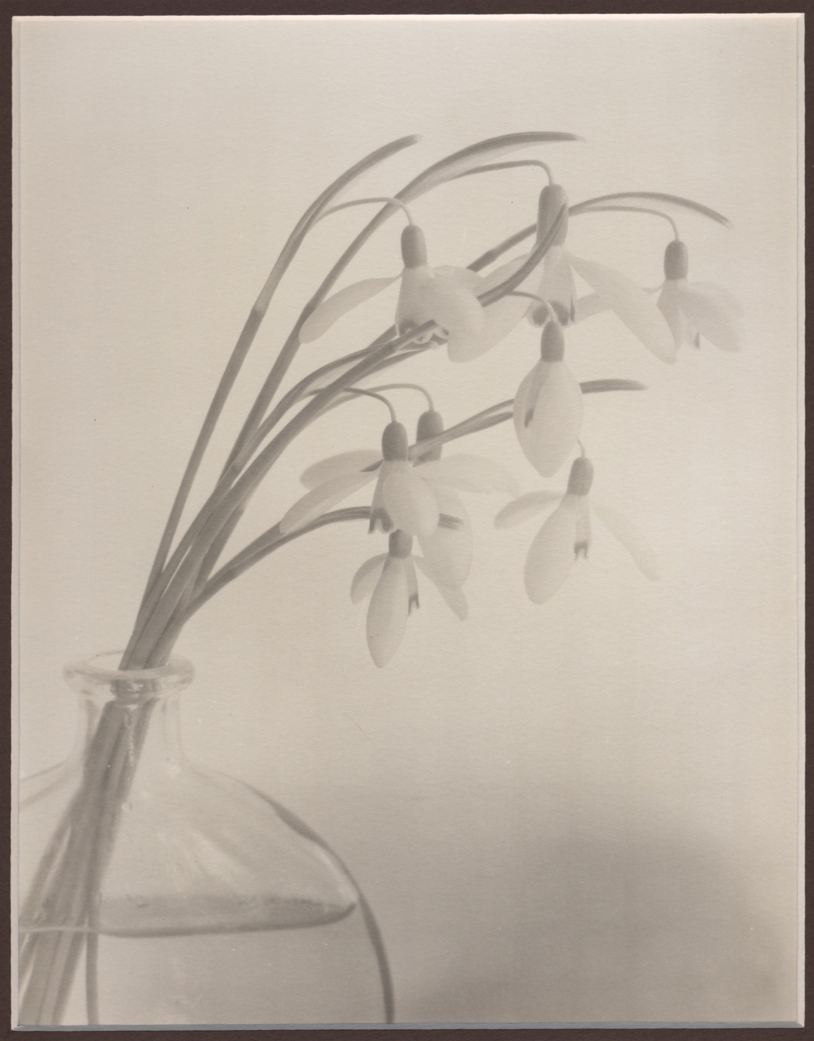 Snowdrops