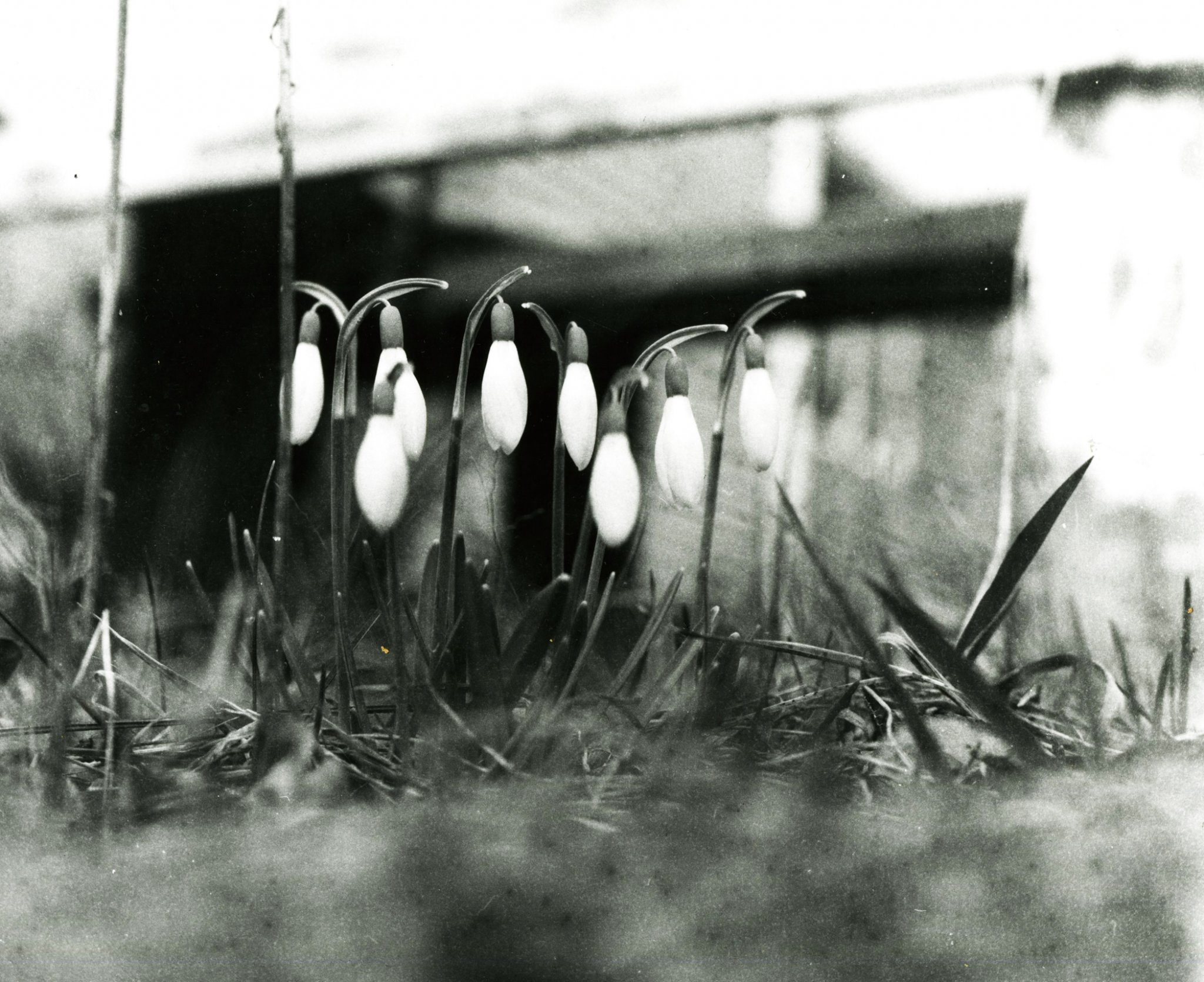 SnowDrops