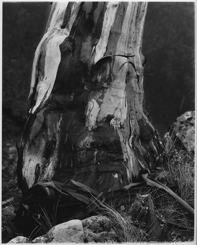 Snowgum Base