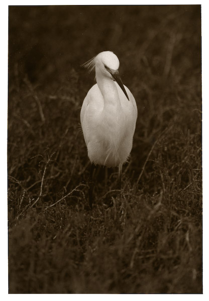 Snowy Egret