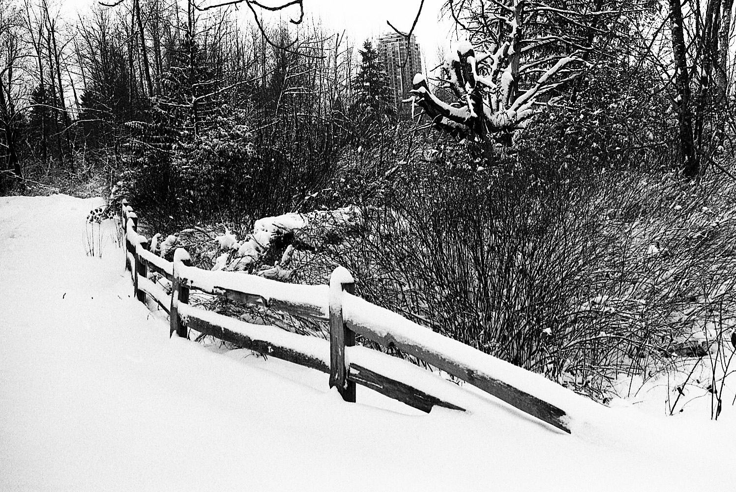 Snowy Fence