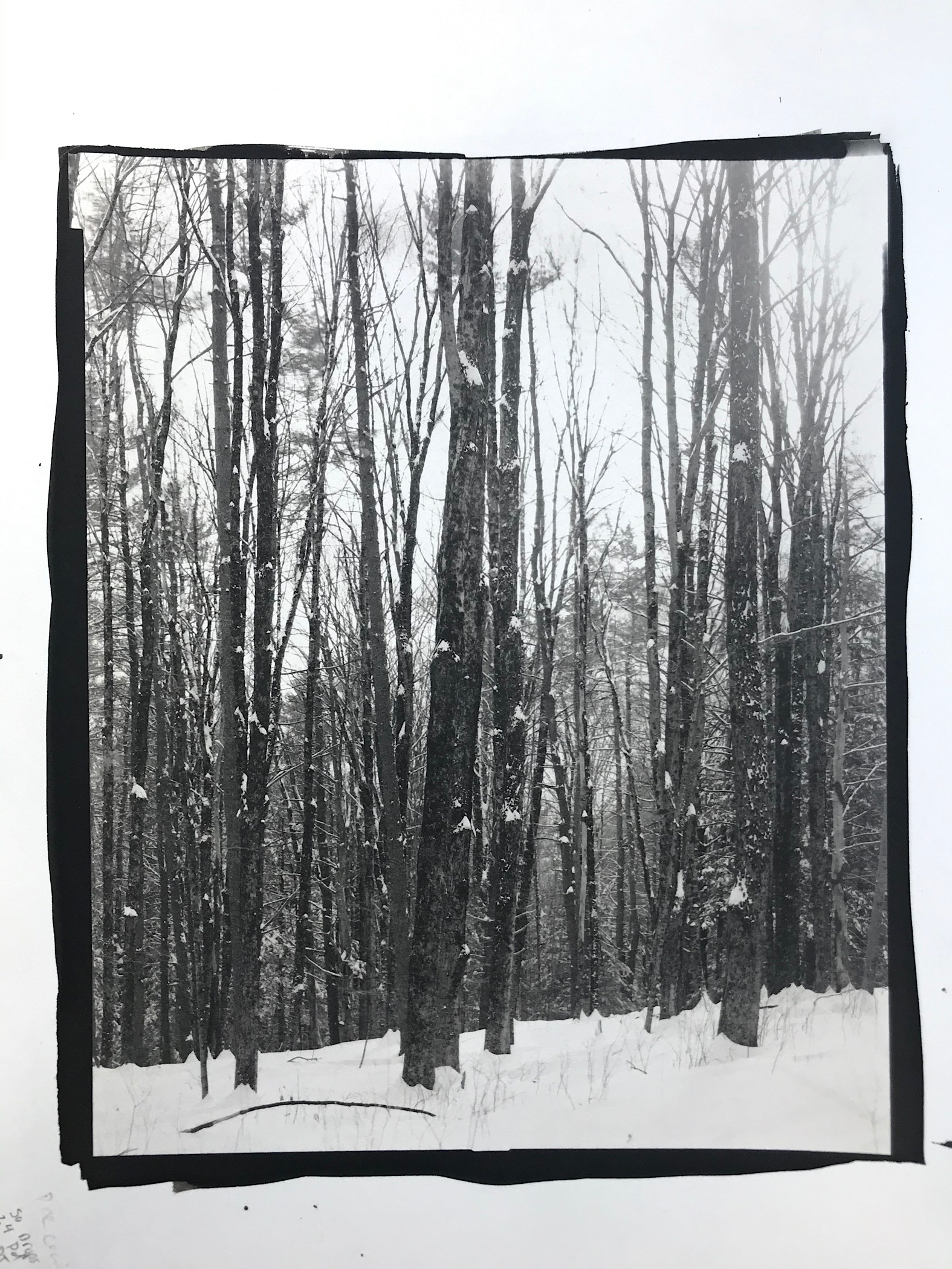 Snowy Forest