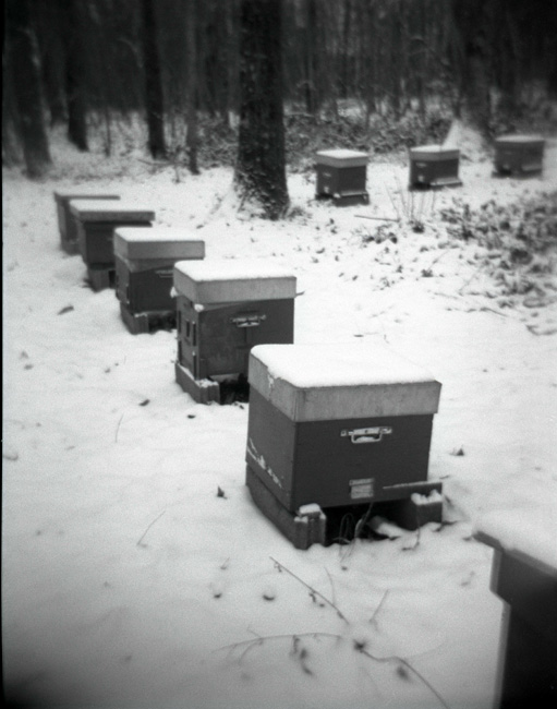 Snowy France 4 - Holga