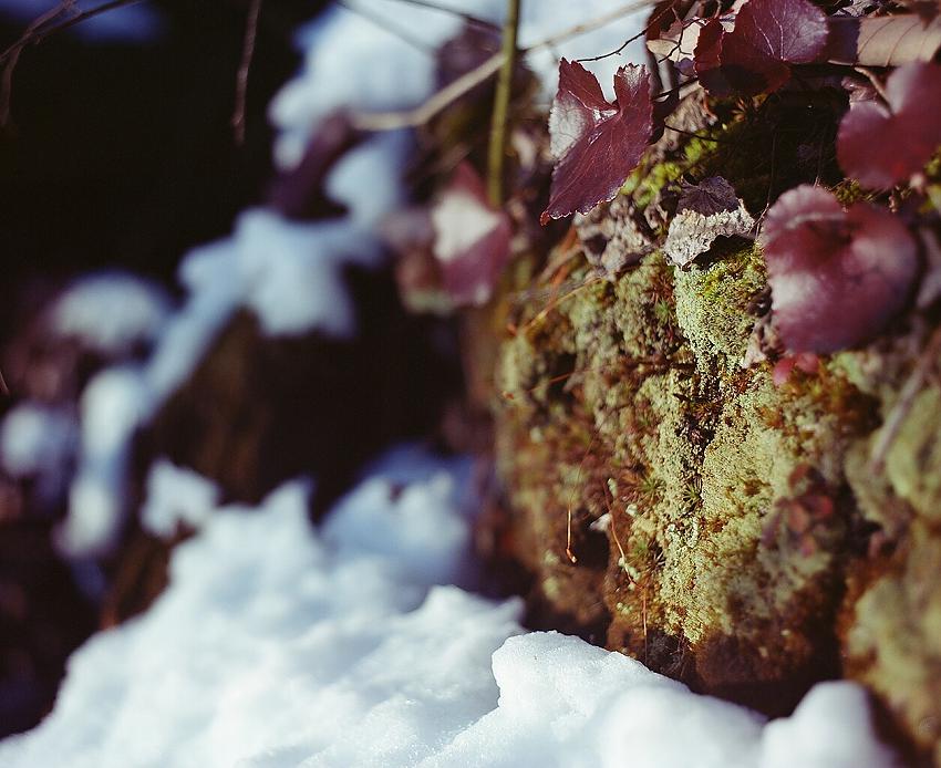 Snowy Moss