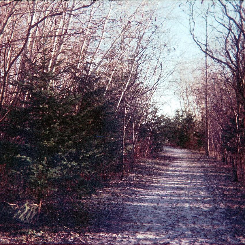 Snowy path in the morning