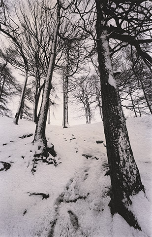 Snowy Path