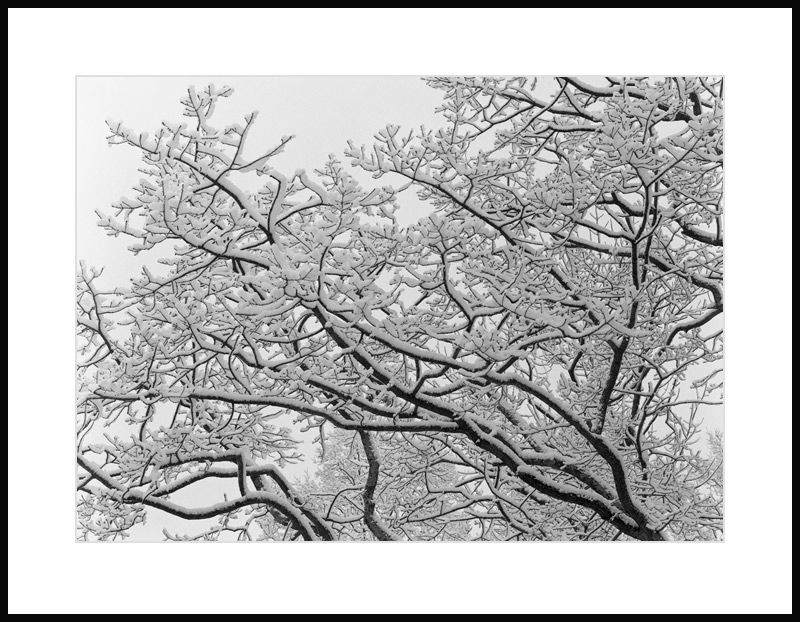 Snowy!..the BIG tree!