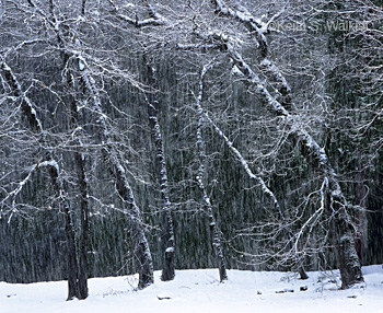 Snowy Trees and Granite