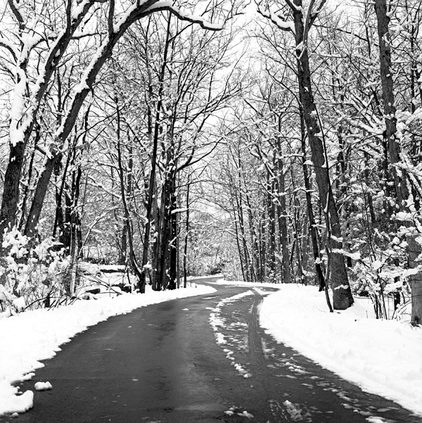 Snowy Trees