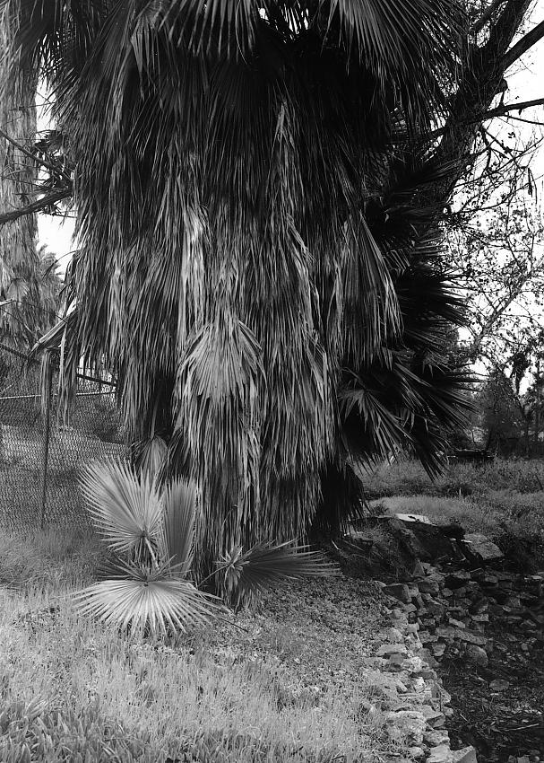 Snuffleupagus palm