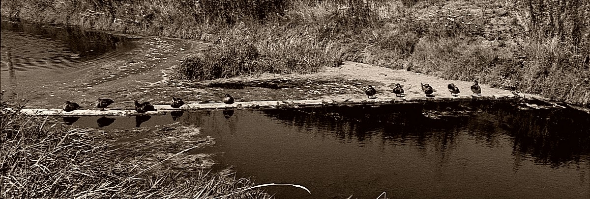 Socially Distanced Ducks