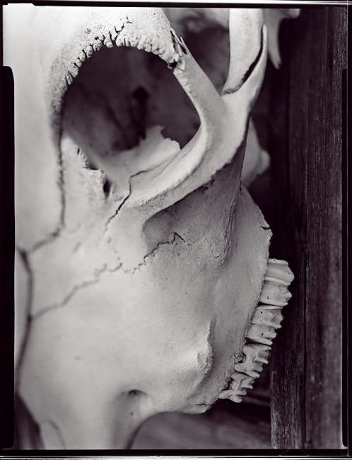 Socket n' Teeth