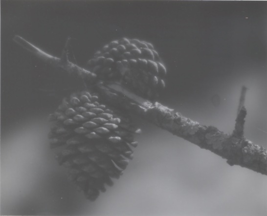 Soft Monterey Pine Cones