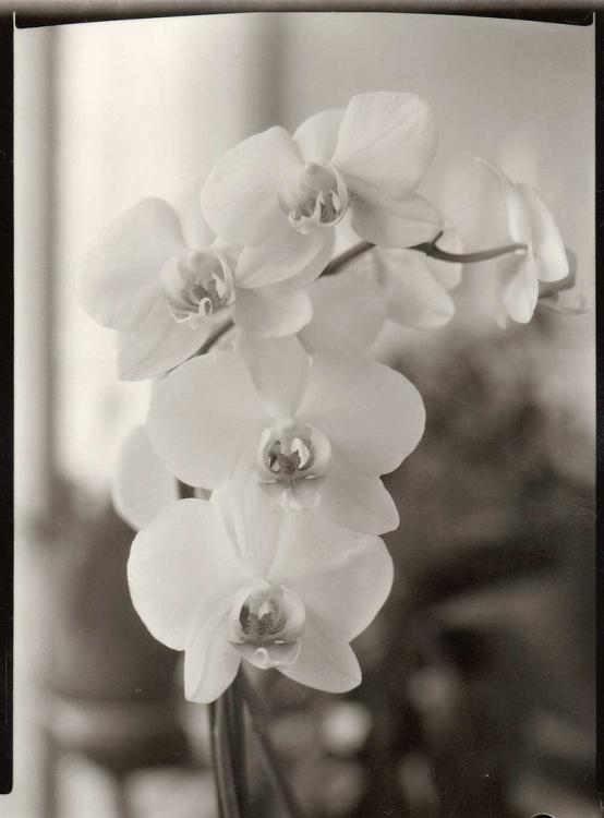 Soft Orchidea. 2.