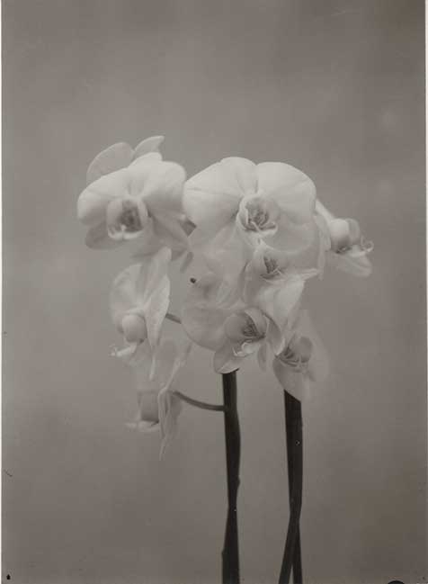 Soft Orchidea