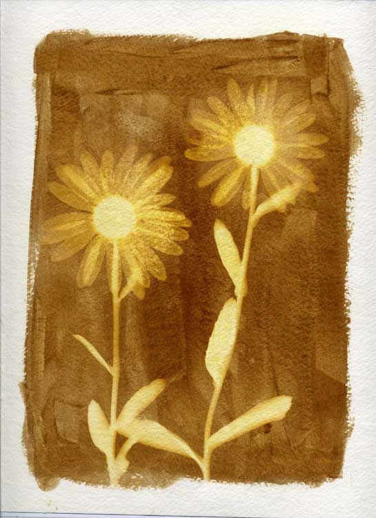 Solar Fast Daises