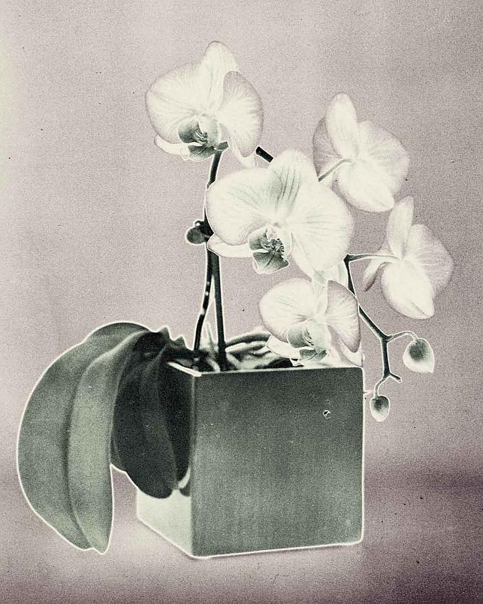 Solarized Images