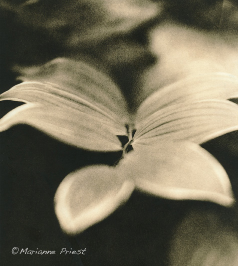 Solomon Seal