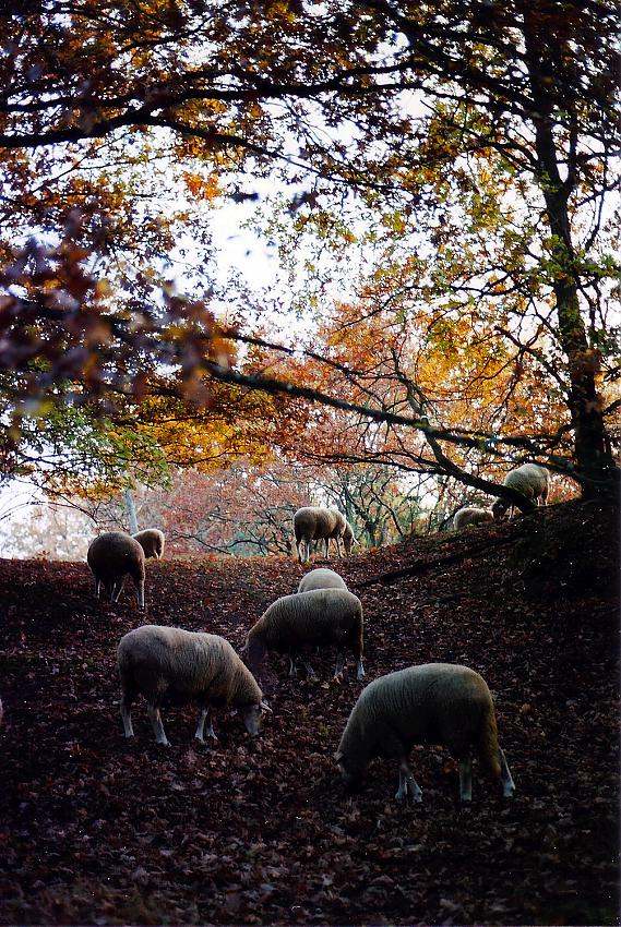 Some autumn photos