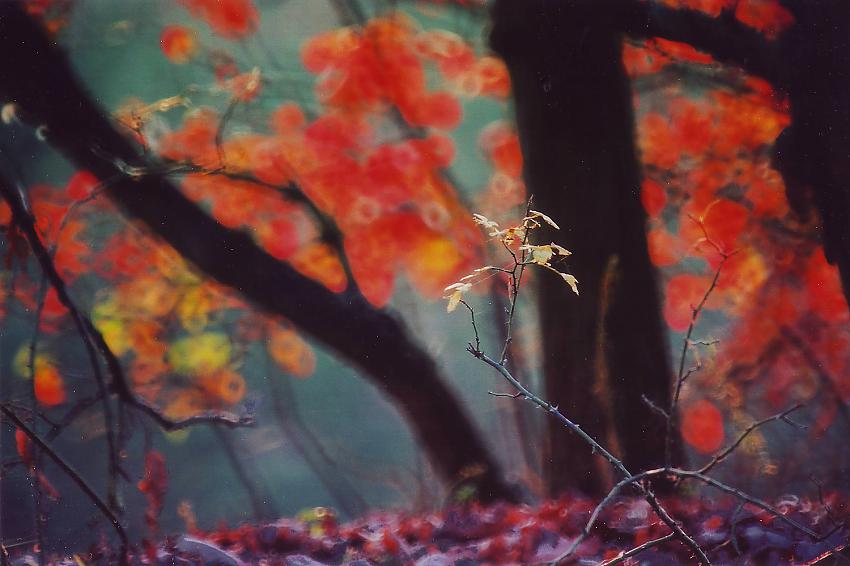 Some autumn photos