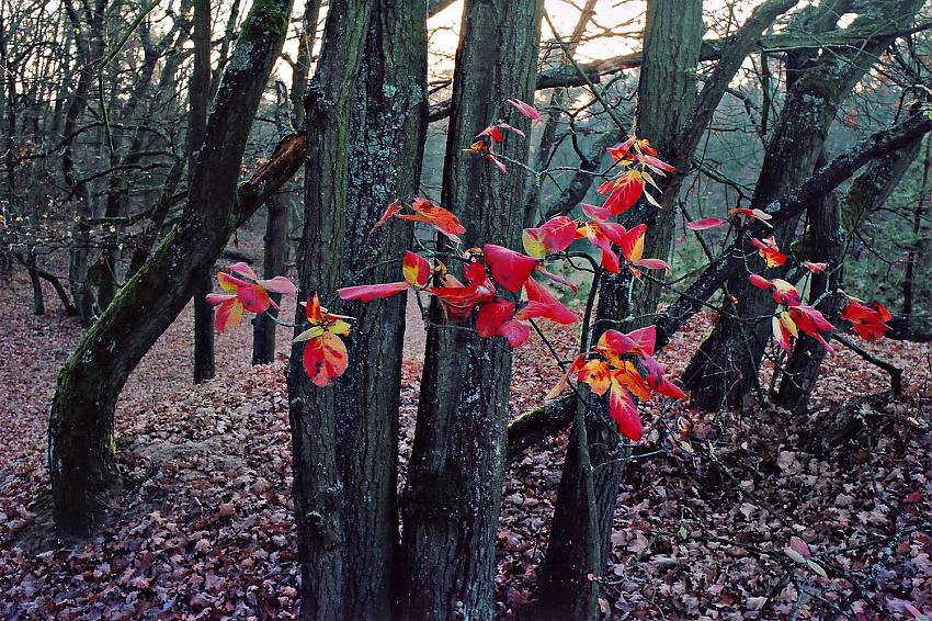 Some autumn photos