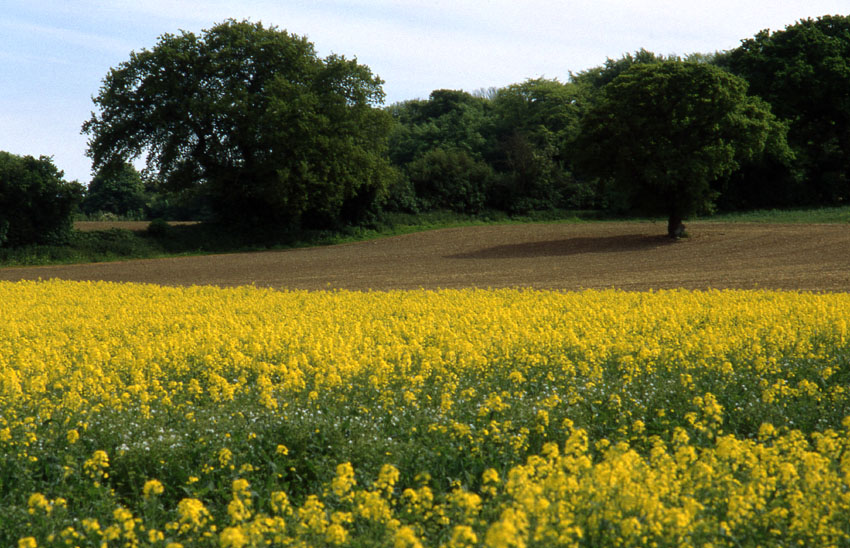 Some More Yellowness
