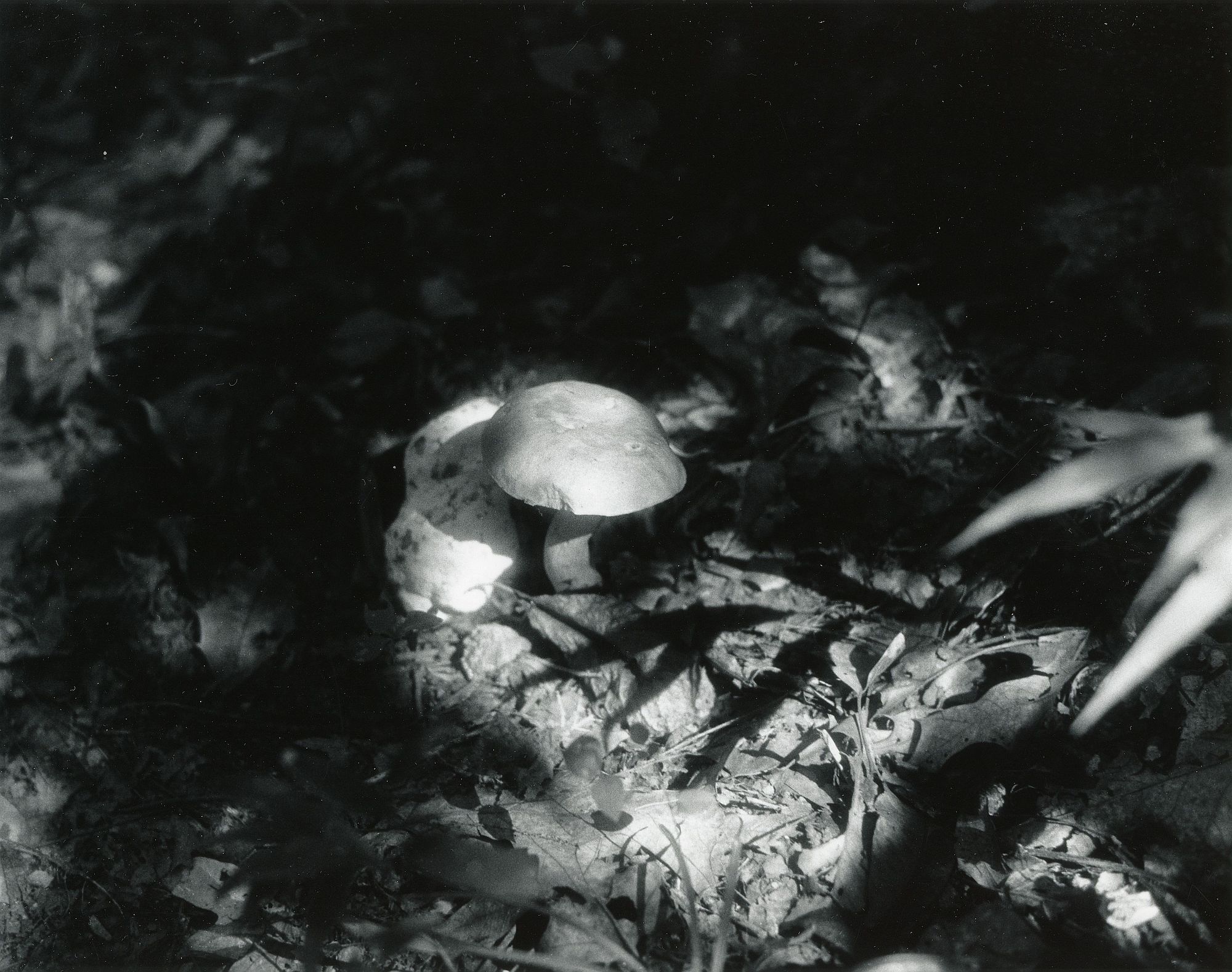 Sonatas II-7 (adagio)