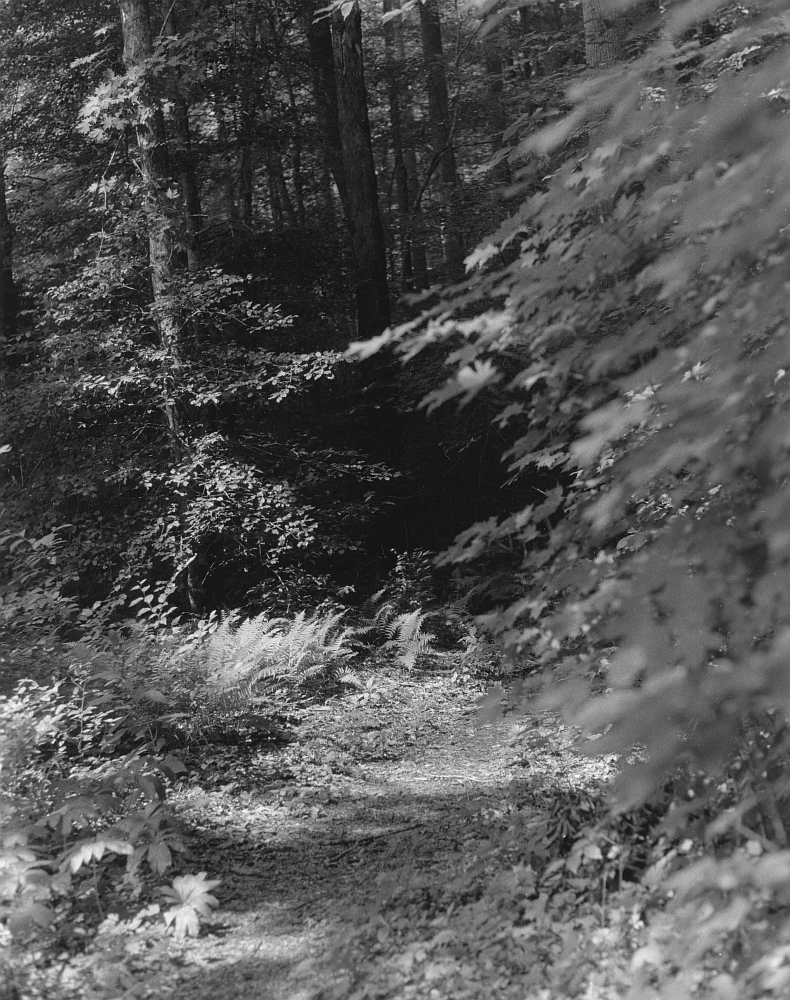 Sonatas IX-1 (Andante Affabile) - The Forest's Gifts: Walk With Me