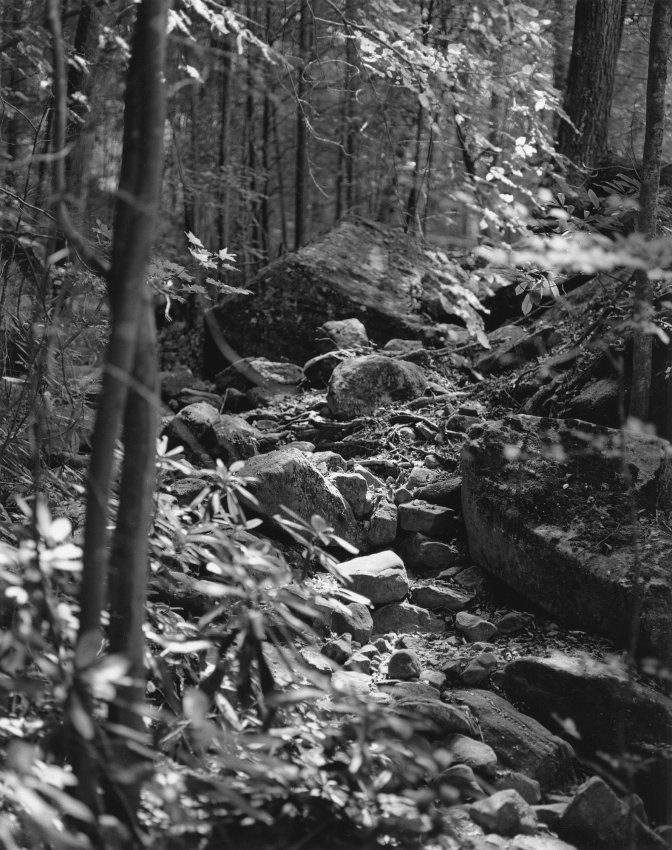 Sonatas IX-10 (Allegro Cantabile) - The Forest's Gifts: Walk With Me