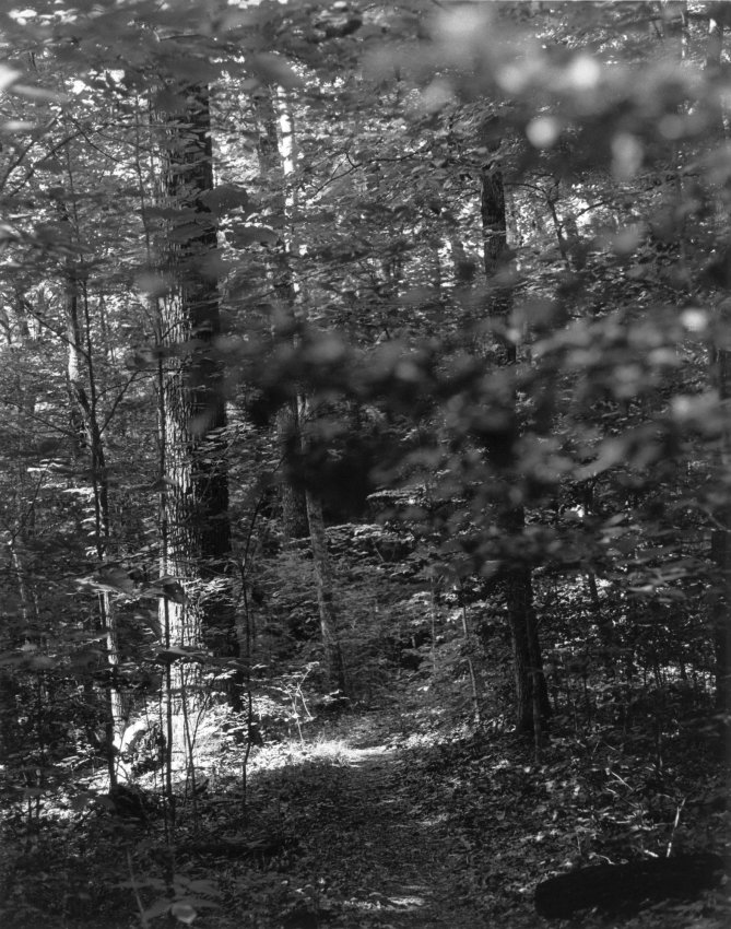 Sonatas IX-11 (Allegro Cantabile) - The Forest's Gifts: Walk With Me