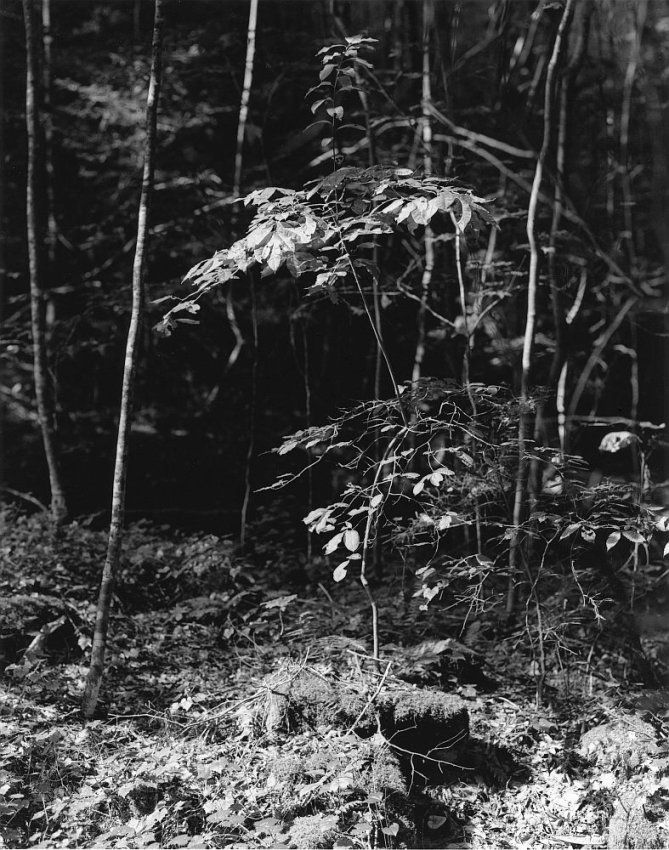 Sonatas IX-12 (Allegro Cantabile) - The Forest's Gifts: Walk With Me