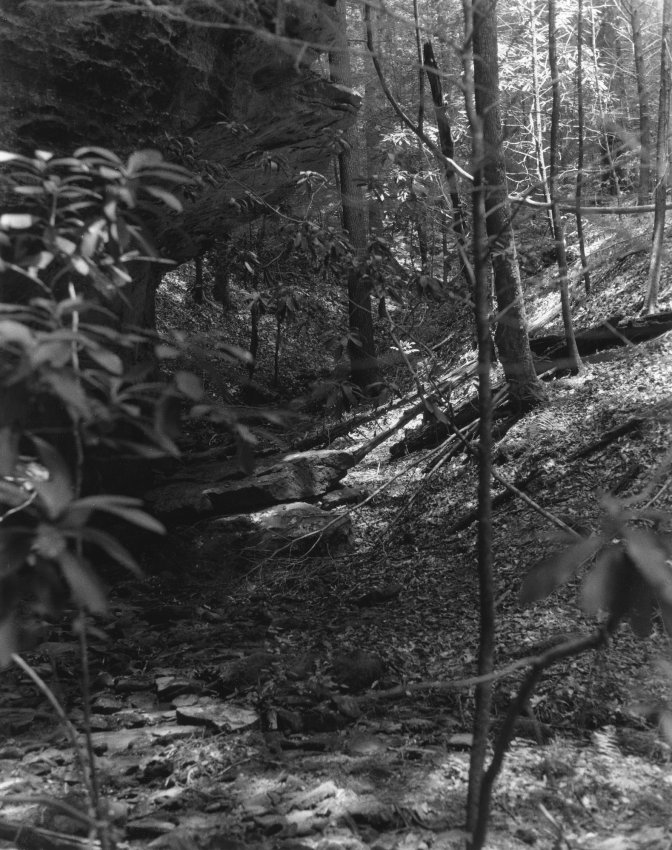Sonatas IX-21 (Adagio Soave) - The Forest's Gifts: Walk With Me