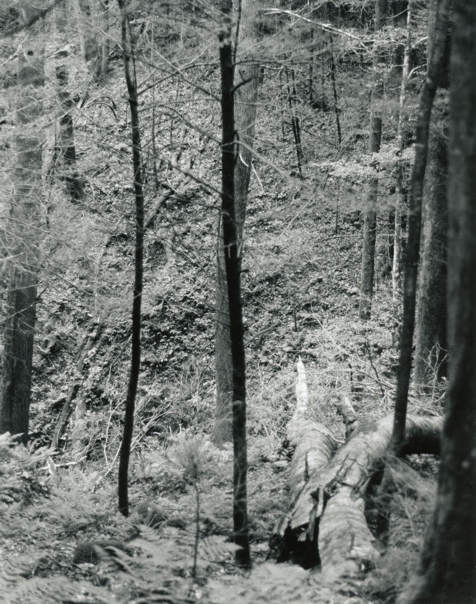 Sonatas VII-4 (Allegretto) The Faerie Dance Sonata