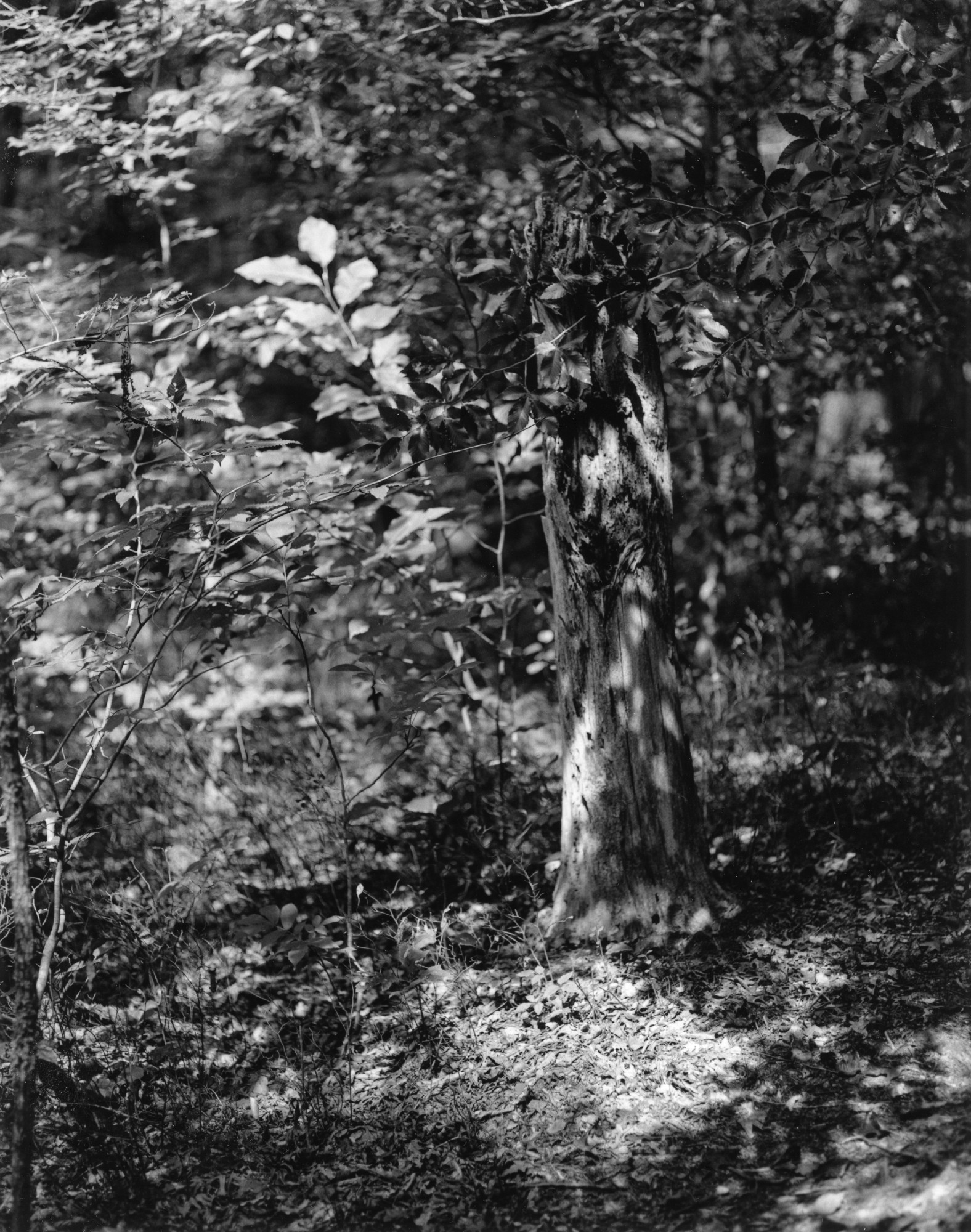 Sonatas XI-20 Faerie Dance - Revisited (The Awakening)