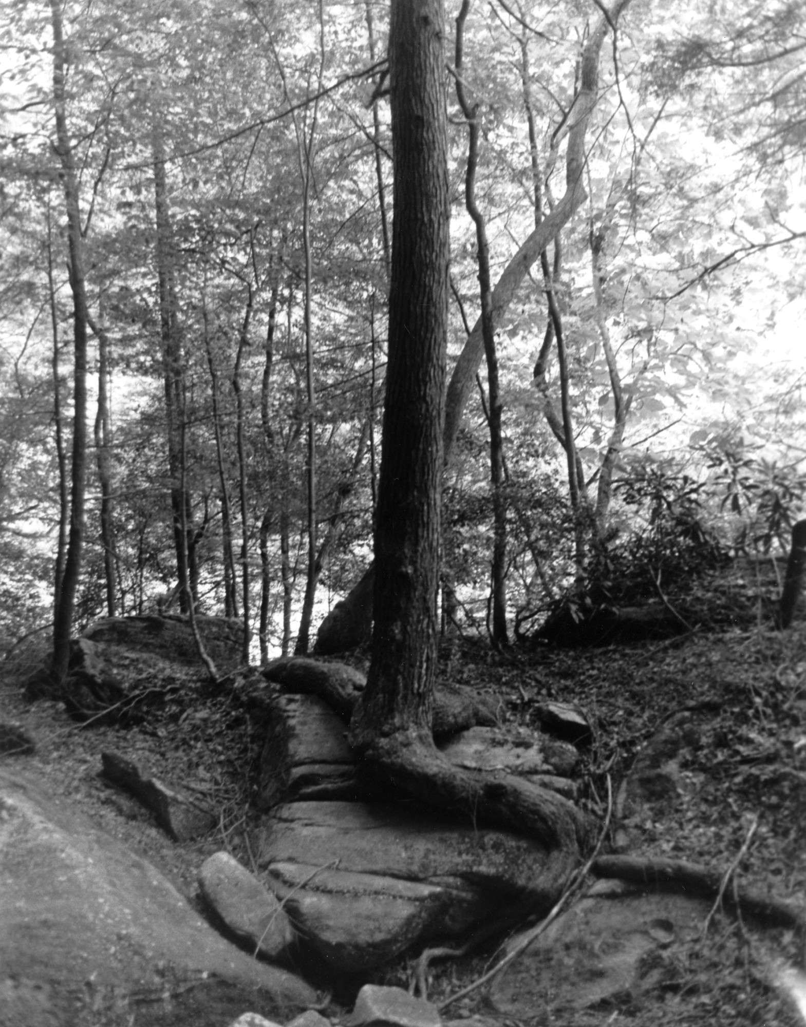 Sonatas XI-29 Faerie Dance - Revisited (Seeking)